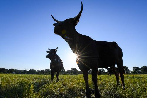 Nos fermes, Miyabi Groupe l'excellence du boeuf wagyu